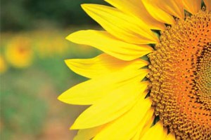 Україна нарощує урожай соняшнику